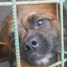 Einfuhr eines Hundes direkt aus Rumänien