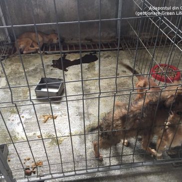 am 12 März 2018 wurden wieder Hunde eingefangen und getötet